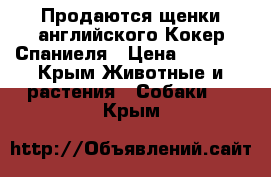 Продаются щенки английского Кокер Спаниеля › Цена ­ 5 000 - Крым Животные и растения » Собаки   . Крым